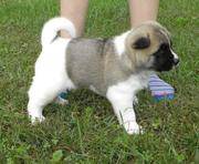 Lovely  Akita  puppies for lovely home 